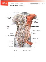 Sobotta  Atlas of Human Anatomy  Trunk, Viscera,Lower Limb Volume2 2006, page 73